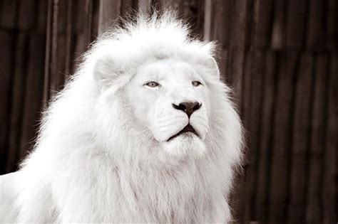 White Lion Eating Prey On Grassy Field Against Sky Albino Lion White