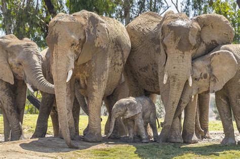 San Diego Zoo Celebrates Baby Elephants Birth On World Elephant Day