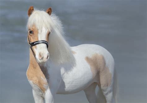 The airline has not specified. Meet Flirty: The Miniature Support Horse - American ...