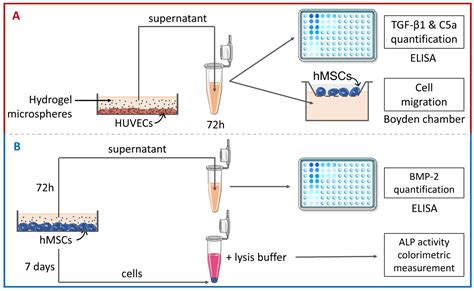 Materials Free Full Text Osteogenic Potential Of A Polyethylene