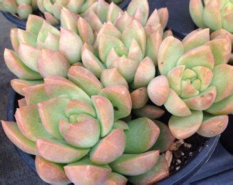 It has pale green leaves with a shimmering, silvery coloring. Succulent plant Pachyphytum Moon Silver by ...