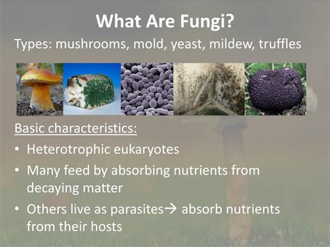 2 subculturing transfer of cells from spent up media to fresh media. PPT - 21.4 - Fungi PowerPoint Presentation - ID:2000485