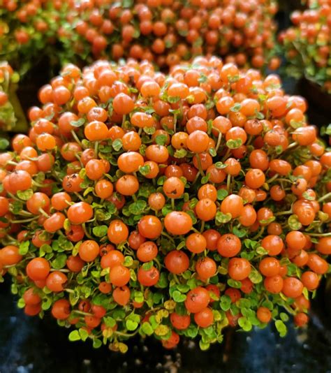 Coral Bead Plant Nertera Granadensis Furniture And Home Living