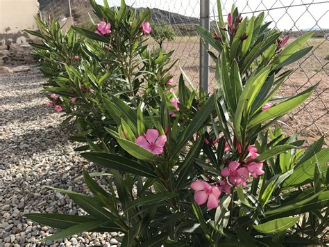 Our Oleander Hedge Is Flourishing Giardino