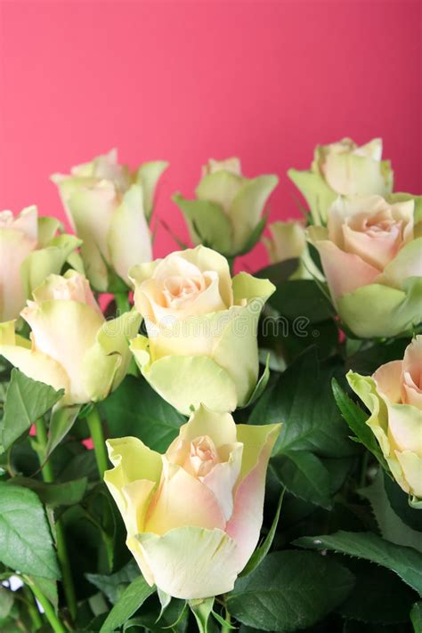 White Roses Stock Image Image Of Decorative Leaf Beauty 8810737