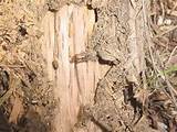 Images of Tree Termite Damage