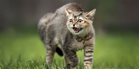 Why Do Cats Hiss And What You Need To Know