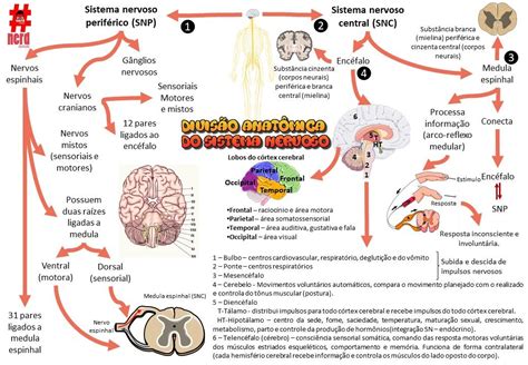 Estrutura Geral Do Sistema Nervoso Resumo Detalhes Científicos