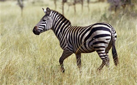 Their feet are capped with a singular, hard hoof, which packs a punch when kicked at predators. Zebra | Inkagames English Wiki | FANDOM powered by Wikia