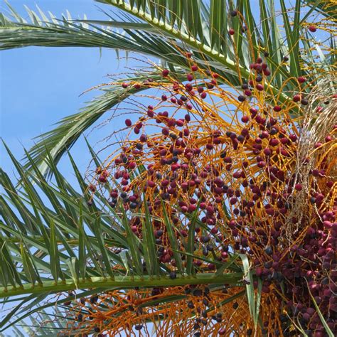 Autumn Leaves And Fruits Of Date Palm Tree Against Blue Sky Stock