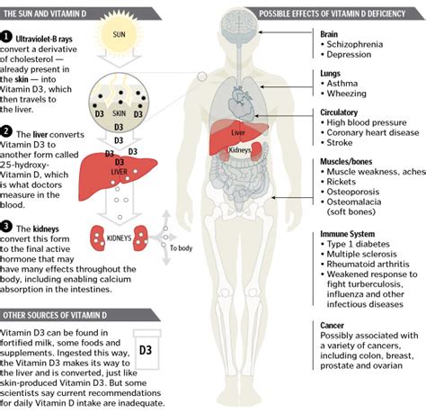 Dietary supplements dietary supplements can contain vitamins d2 or d3. Vitamin D 25-OH Archives - DSSurgery