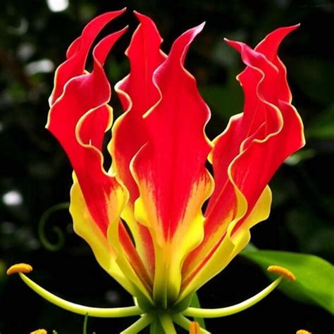 You Can Plant Flowers That Look Like Flames When They Bloom And I Need