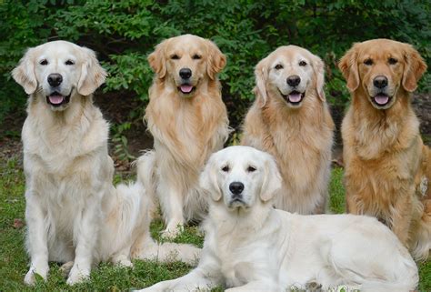 Lancaster puppies pairs english cream golden retriever breeders with great people like you. Golden Retriever - Breed Profile | Australian Dog Lover