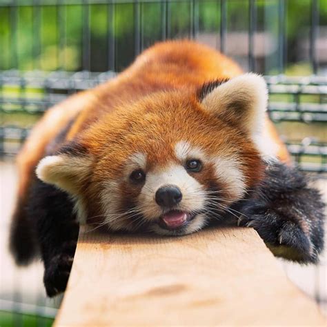 Pin By Syd On Animals Rascally Red Pandas Cute Baby Animals Cute