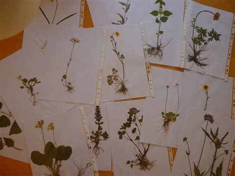 Hier findet ihr großartige vorlagen zum ausdrucken! Bodenseewellen: Herbarium das zweite