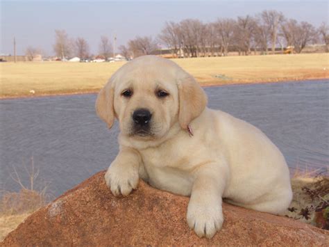 Yellow Lab Pup Cute Puppies Dogs And Puppies Cute Dogs Doggies
