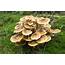 Honey Fungus  What Is It And How Do We Treat Longacre Tree Surgery