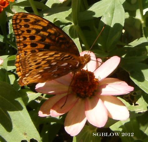 Great Speckled Fritillary Loves This Small Zinnia Butterfly Garden