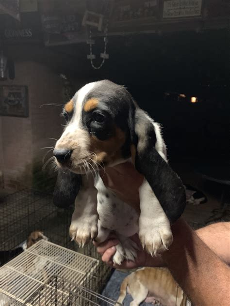 Maybe you would like to learn more about one of these? Basset Hound Puppies For Sale | Spring, TX #297776