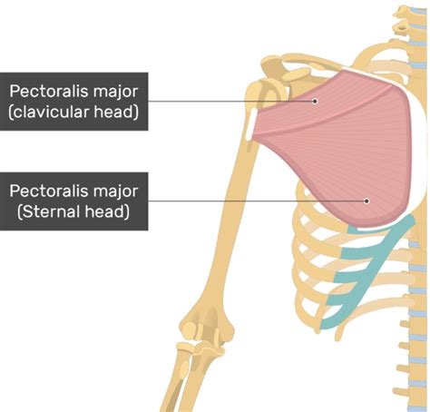 Pectoralis Major Muscle Attachment Action Innervation