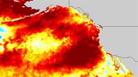 Scientists Monitoring New Marine Heat Wave Off Bc Coast Similar To