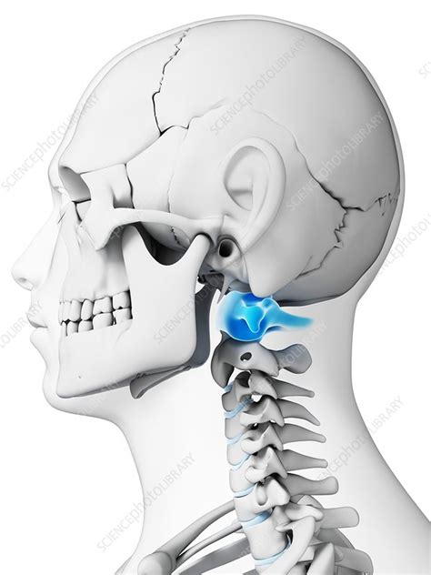 Back Neck Bones Human What Are The Bones Called In Your Neck