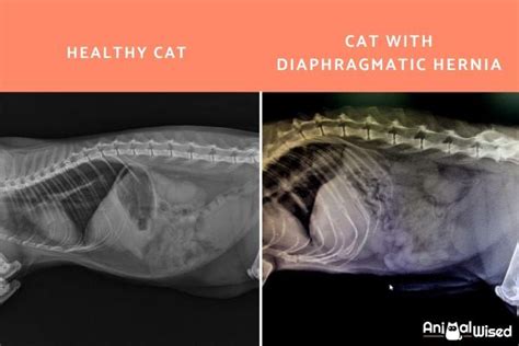 Diaphragmatic Hernia In Cats Causes Symptoms And Treatment