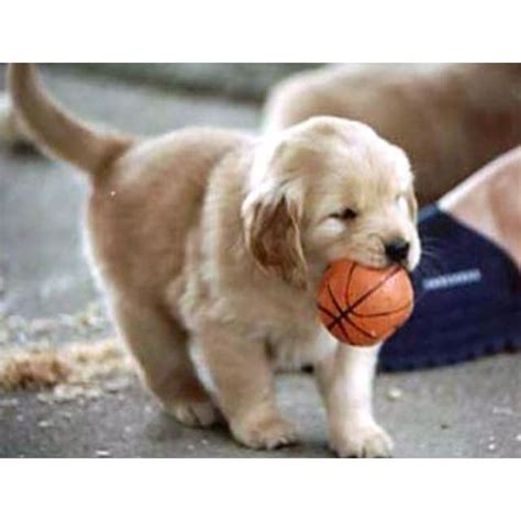The place is strathdownie in west victoria, australia. 17 Best images about Baby golden retriever on Pinterest ...