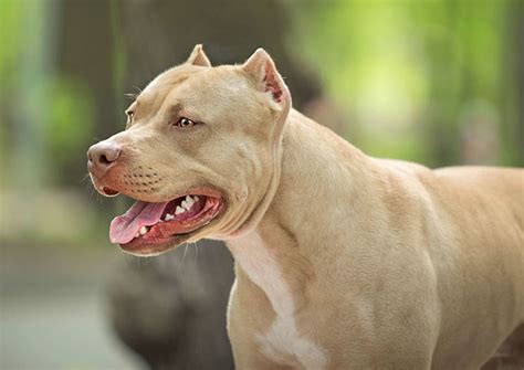 Pitbull Ear Cropping Purpose Procedure Pros Vs Cons Marvelous Dogs