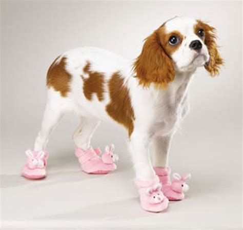 Dogs In Slippers 17 Pics