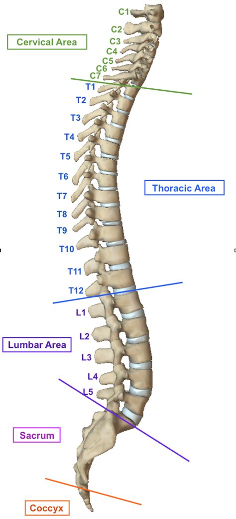 Back, bones and human spin diseases explanation vector. Anatomy | Mulligan Concept