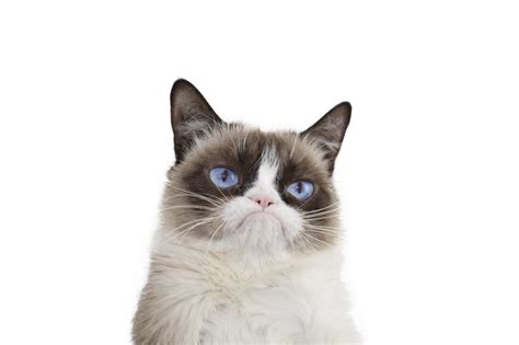 Grumpy Cat Compilation Life With Cats