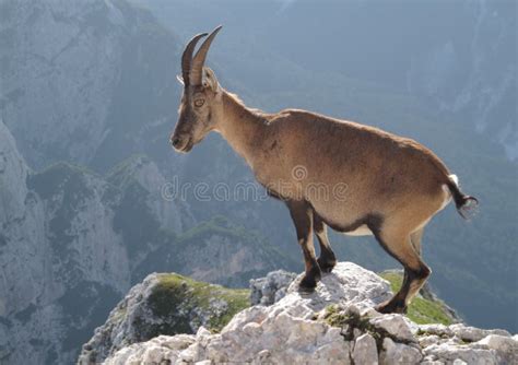 Mountain Goat Alpine Ibex Royalty Free Stock Photo Image 20417355