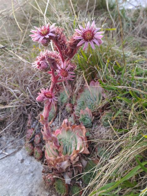 Arbusti con fiori gialli e legumi pendenti. In nome dei fiori: Sempervivum tectorum: pianta grassa dai ...