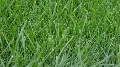 Grass Identification Guide Do You Know Your Grass Type Lawnstar