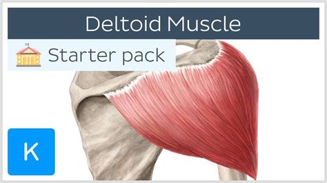 What Is The Origin And Insertion Of The Deltoid Top Best Answers