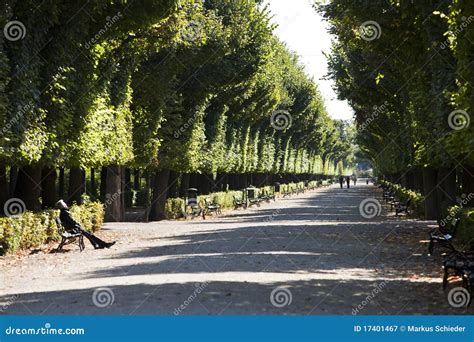 Alley Of Trees Stock Image Image Of Exercising Boulevard 17401467