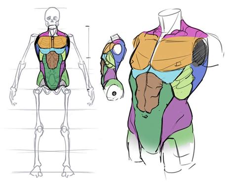 How To Draw The Torso Front View Anatomy Drawing Human Anatomy