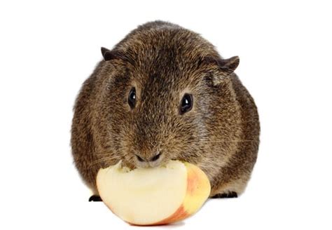 The rest of guinea pig's diet should a variety of fresh greens, some fruits and veggies, lots of fresh clean water, herbs, and edible flowers. 5 Foods Your Guinea Pig Loves