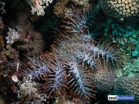 What You Should Know About The Crown Of Thorns Starfish Ocean Gardener