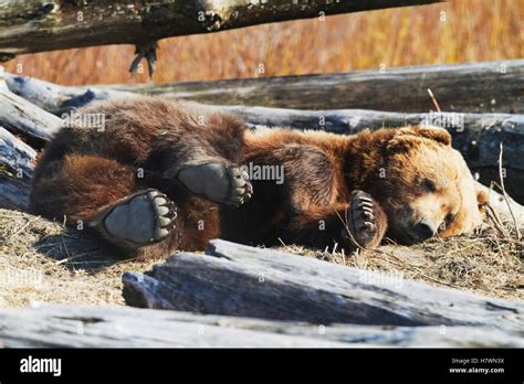 Brown Bear Sleeping On Log Hi Res Stock Photography And Images Alamy