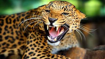 Teeth Angry Sharp Leopard Shows Wallpapers13