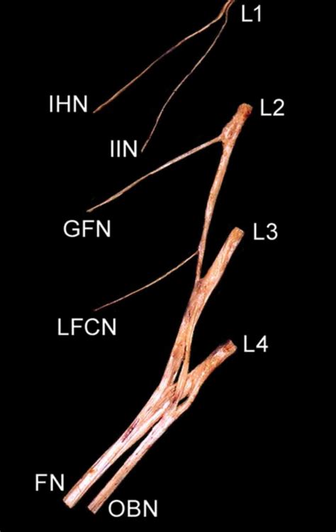 Spinal Composition Of The Branches Of The Lumbar Plexus The