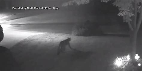 Police Urge Residents To Take Caution After A North Mankato Cougar Sighting