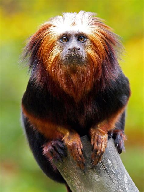 First, we had a tour with the zoo and saw pigs, camels, ostrich, monkeys, ligers, horses, sheep, goats, lions, zebras, crocodiles. Found only in Brazil - the golden headed lion tamarin ...