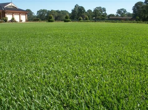 Flag irrigation heads and other hidden objects in the lawn to prevent. How Often Should St. Augustine Grass Be Mowed? ~ Clean Cuts