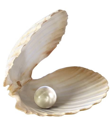 Pearl In Shell Png Clipart Background Png Play