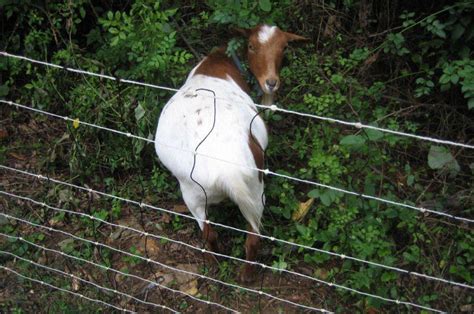 42 inch tall x 164 foot long roll will control goats, sheep and other small livestock this fence is used to move our 7 goats to weedie areas on our farm. Best Electric Fence For Goats • Fence Ideas Site