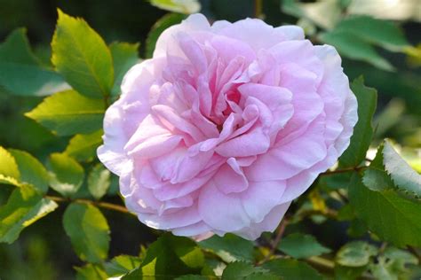 10 Types Of Fragrant Roses To Grow