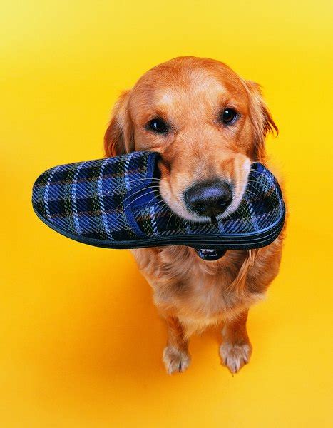 How To Train Your Dog Not To Chew Shoes Pets